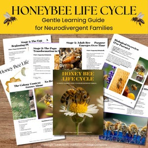 Könnte beinhalten: Ein Lernleitfaden mit dem Titel "Honeybee Life Cycle" für neurodivergente Familien. Das Cover zeigt eine Biene auf einer Blume. Mehrere Seiten beschreiben die Lebenszyklusstadien, mit Illustrationen und Text.
