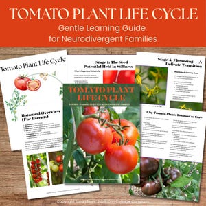 Pode incluir: Materiais educativos sobre o ciclo de vida da planta do tomate. A imagem central é uma capa de livro com tomates vermelhos maduros. Páginas adicionais detalham as etapas da planta, incluindo a semente, a floração e a visão botânica, com texto para famílias neurodivergentes.