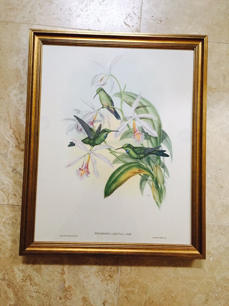 Two Hummingbird Lithographs J. Gould Professionally Framed Etsy