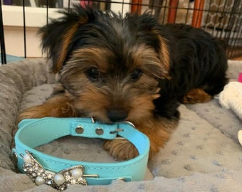 tiffany collar for dogs