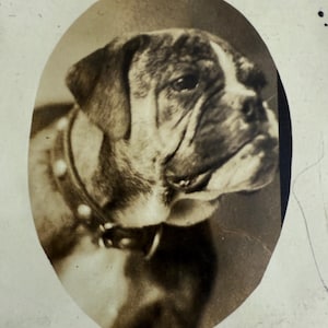 Antique Photo Postcard Bulldog Frenchie Named Jiggs Super Cute Real Photo Postcard Vintage Dog Photo