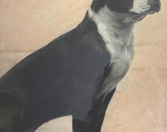 Antique Boston Terrier Dog Photo Framed Large Format All Hand Colored Signed & Dated 1938 Art Deco Dog Art Dog Portrait 16” x 11”