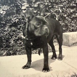 Antique Photo French Bulldog - Etsy