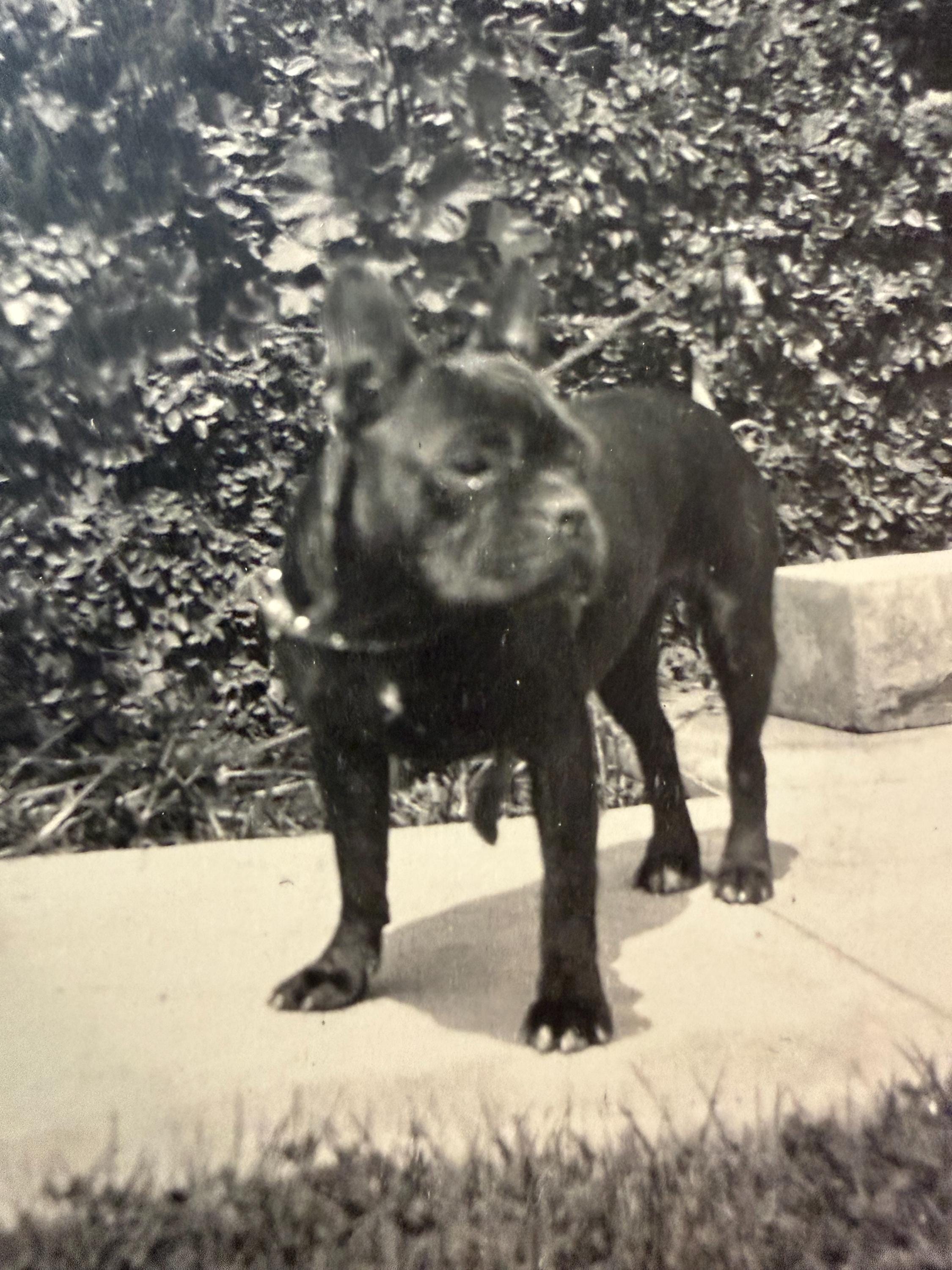 フランスアンティーク 1940s フレンチブルドッグ フランスアンティークドッグ Antique Photo French Bulldog - Etsy