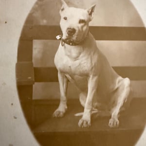 Antique Postcard Real Photo Postcard Pit Bull Dog Postcard With Collar With Padlock Antique Dog Photo