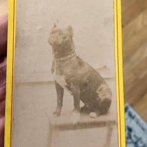 Antique French CDV Photo Carte de Viste Photo Fabulous Bulldog Dog Portrait Original Photo Antique Dog