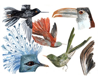 Natural History Birds 10 x 8