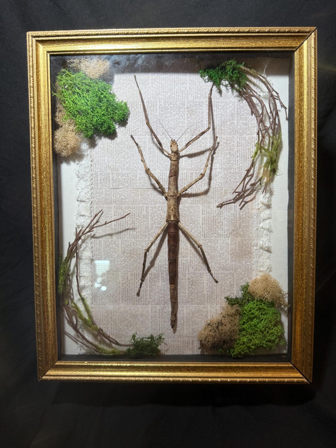 Stick Bug Art | OOAK Real Preserved Insect | Cottagecore Decor | Mixed ...