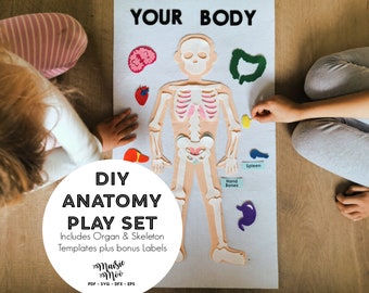 Human Anatomy Play Set | Felt Body Organs SVG | Felt Board Skeleton SVG | Pdf Pattern | Homeschool | Montessori