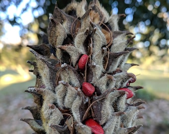 Fall: Autumn Red Berries Leaves