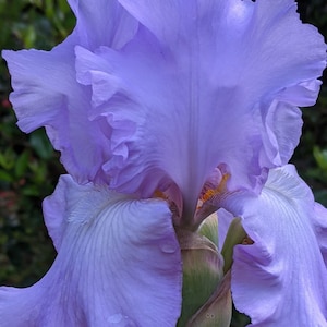 Peut inclure: Un gros plan d'une fleur d'iris violette clair avec des pétales frisés. La fleur est en pleine floraison et a un centre jaune.