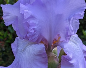 Summer: Purple Iris Lavender