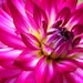 see more listings in the Dahlias section