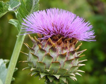 Summer: Purple Thistle Green