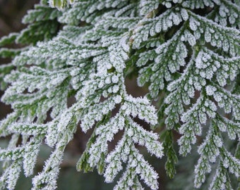 Winter: Ice Cedar Northwest Green