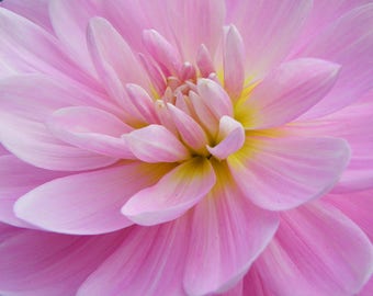 Dahlia: Pink Lavender Purple Yellow