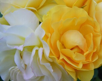 Rose: Yellow White Cream