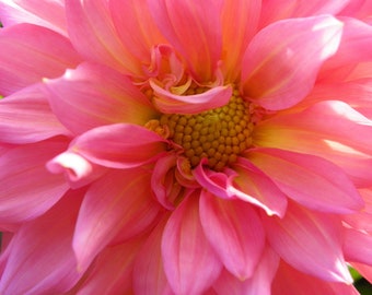 Dahlia: Pineapple Spice Pink Peach Yellow Gold Orange