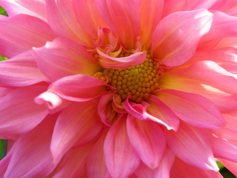 Dahlia: Pineapple Spice Pink Peach Yellow Gold Orange image 1