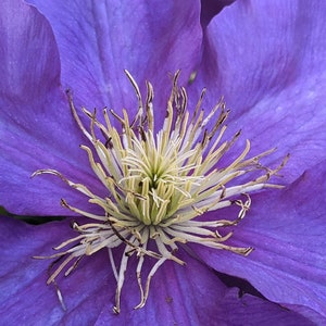 Summer: Purple Clematis Flower White