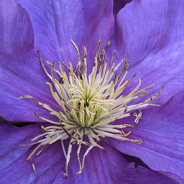 Summer: Purple Clematis Flower White