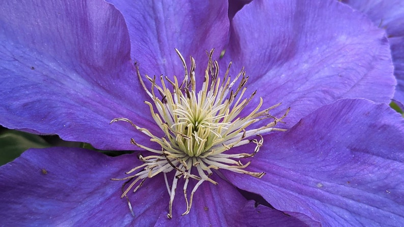 Summer: Purple Clematis Flower White image 1