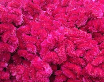 Summer: Celosia Pink Magenta Fuchia Coral
