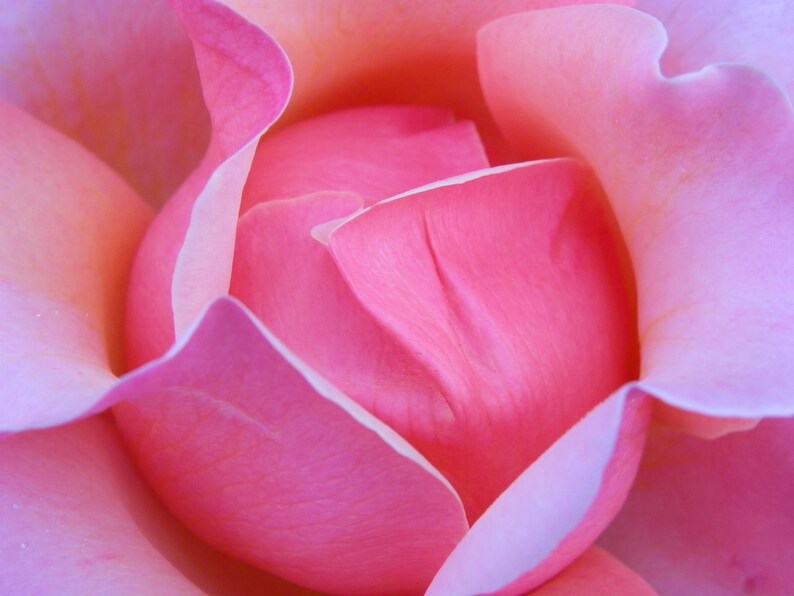 Rose: Pink image 1