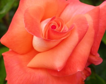Rose: Coral Pink Red Orange