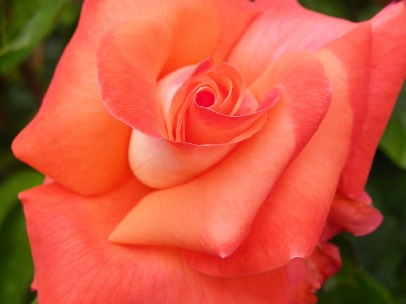 Rose: Coral Pink Red Orange image 1