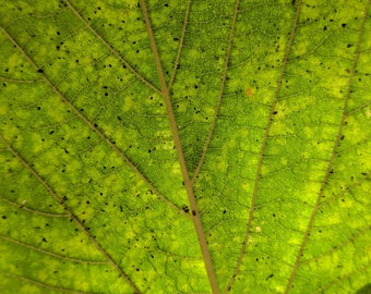 Fall: Green Leaf Autumn Sunlight