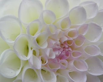 Dahlia: Lavender Cream White Fall