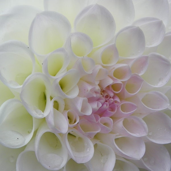 Dahlia: Lavender Cream White Fall