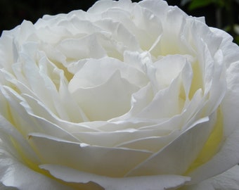 Rose: White China Tulle Wedding