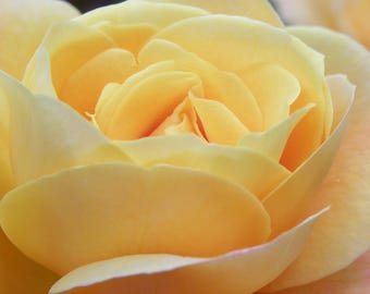 Rose: Peaches and Cream, White, Yellow, Wedding