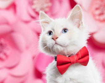 Cat Bow Tie - "The Boss Is In" -  Red