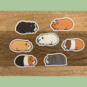 May include: A collection of seven guinea pig stickers in various colors and patterns. The stickers feature cartoon illustrations of guinea pigs in shades of black, brown, white, and orange. Each sticker has a white border and is set against a wooden background.