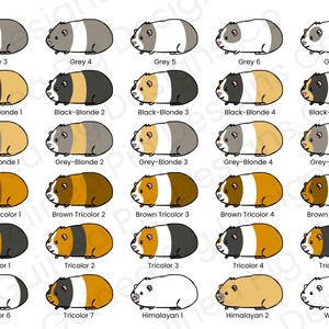 May include: A collection of guinea pig illustrations in various colors and patterns. The guinea pigs are labeled with names like "Grey 3", "Black-Blonde 1", "Brown Tricolor 2", and "Himalayan 1". The image is a graphic design.