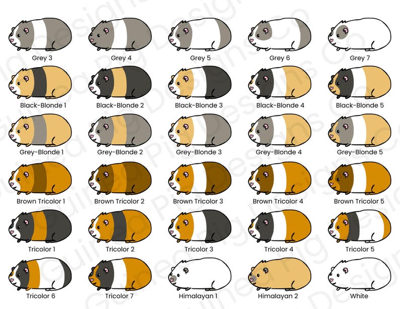 May include: A collection of guinea pig illustrations in various colors and patterns. The guinea pigs are labeled with names like "Grey 3", "Black-Blonde 1", "Brown Tricolor 2", and "Himalayan 1". The image is a graphic design.