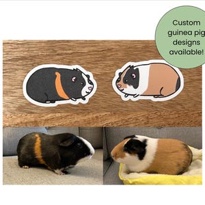 May include: Two guinea pig stickers and two guinea pigs are shown. The stickers are cartoon illustrations of guinea pigs, one black with an orange stripe and the other brown and white. The text "Custom guinea pig designs available!" is in a green circle.