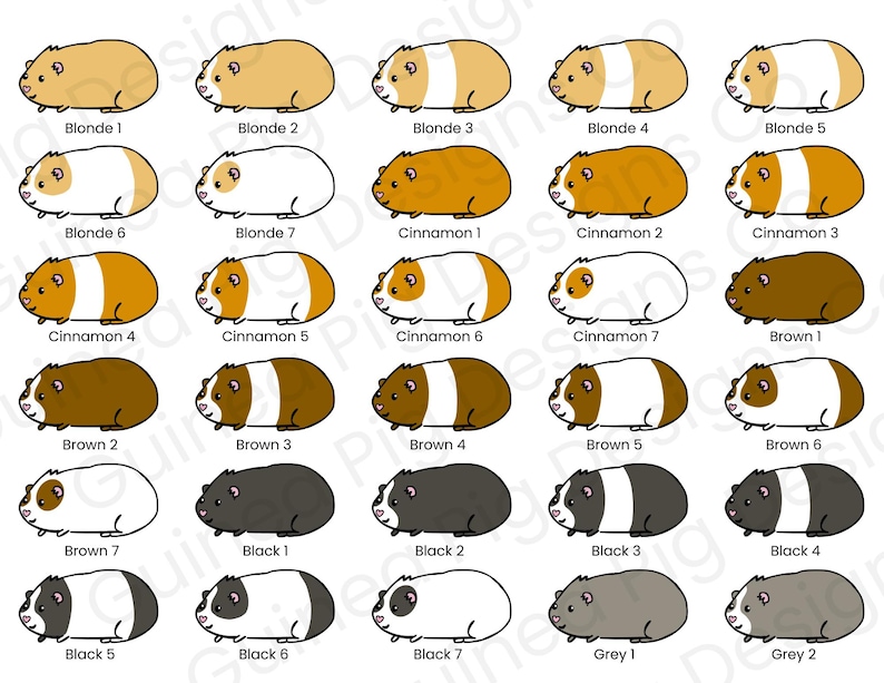 Custom Guinea Pig Sticker: Personalized Pet Portrait (Made with 100% Recycled Sticker Paper) image 7