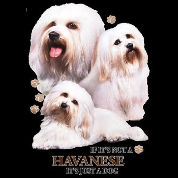 Havanese Dog Size Chart