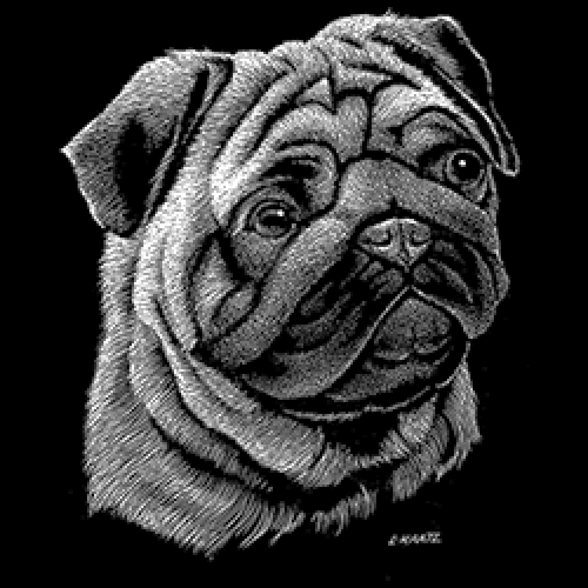 Adult Unisex Pug Dog Scratchboard Art Short or Long Sleeve T Etsy