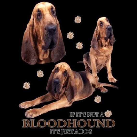 Bloodhound Size Chart