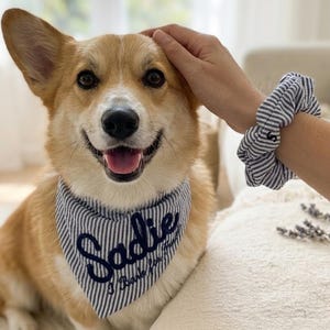 May include: A Corgi dog wearing a blue and white pinstriped bandana with the embroidered name Sadie and the text I Bark for Treats, accompanied by a matching blue and white pinstriped scrunchie featuring a small embroidered letter S.
