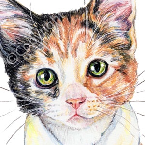 The Poet Calico Cat With a Romantic Soul Coloured Pencil Art image 3