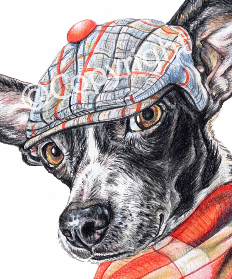 Dapper Dog Rat Terrier Mix Art Coloured Pencil drawing of Dog Wearing a Cap and Scarf image 3