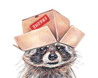 Raccoon Art Colured Pencil Drawing - Thinking Inside the Box