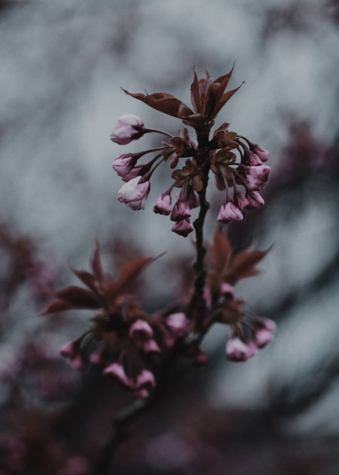 Flowers of Rebirth Digital Photographic Print Nature Etsy