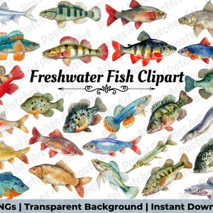 May include: A selection of watercolour illustrations of freshwater fish. The image features diverse fish species in various colours and patterns, with the text "Freshwater Fish Clipart".